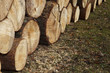 Ster Holz