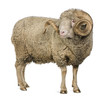 Side view of Arles Merino sheep, ram, 5 years old, standing Side view of Arles Merino sheep, ram, 5 years old, standing