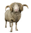 Front view of Arles Merino sheep, ram, 5 years old, standing Front view of Arles Merino sheep, ram, 5 years old, standing