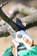 Foto: Baumpflege Baumpflege