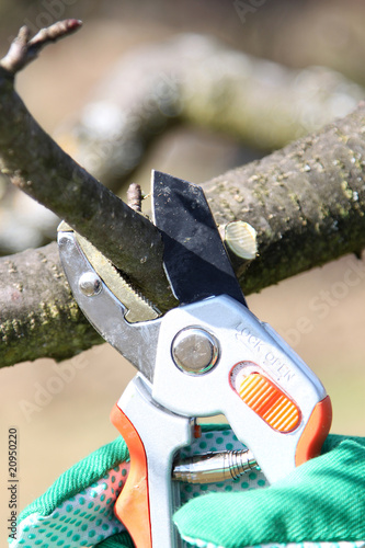 Foto: Baumpflege Baumpflege