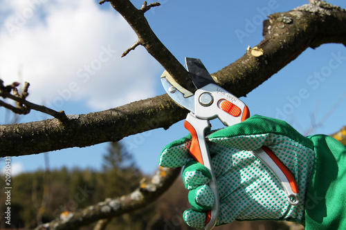 Foto: Baumpflege Baumpflege