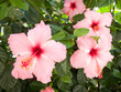 Pink hibiscus flowers
