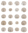 Sand dollar sea shell collage in grid pattern over white Sand dollar sea shell collage in grid pattern over white