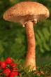 Schirmling 5867