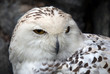 Snowy Owl
