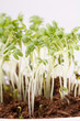 Fresh watercress salad