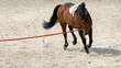 cheval à l'entraînement