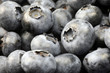 Foto: Heidelbeeren Heidelbeeren