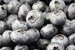 Foto: Heidelbeeren Heidelbeeren
