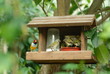 mageoire exotique oiseaux de jardin exotique