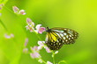 Butterfly.
