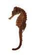 Photo: Sea Horse Sea Horse