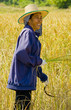 woman cutting rice