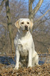 Young labrador Young labrador