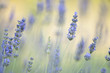 Lavander flowers Lavander flowers