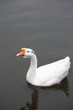white goose swimming in lake white goose swimming in lake