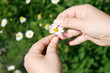 Guessing on a camomile