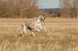 Spielender Whippet Spielender Whippet