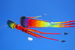 Colourful kites