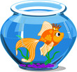 Gold fish Gold fish