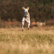 Springender Hund von Hinten Springender Hund von Hinten