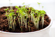 plant shoots.