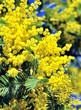 Mimosa in fiore