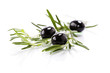 Olive branch