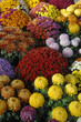 chrysanthème