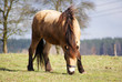 grasendes Pferd