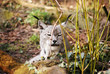 Luchs Luchs