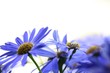 Dance with flowers