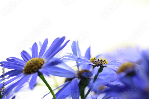 Photo: Dance with flowers Dance with flowers
