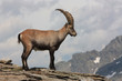 Steinbock