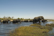 Elefantes cruzando el rio Chobe. Delta del Okavango.