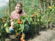 girl picking tomato in the hothouse girl picking tomato in the hothouse