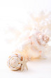 shells