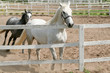horses behind fence