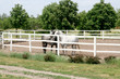 two horses on ranch