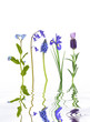 Spring Flower Beauty