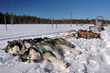 Chiens de traineaux