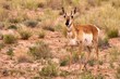 Pronghorn (antilocapra americana) in San Rafael Desert, Utah