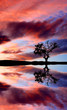 arbol y rio
