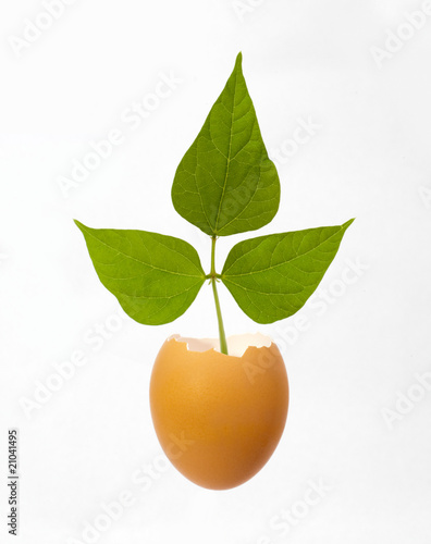 Egg and leaves