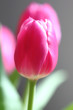 Tulpe 6 Tulpe 6
