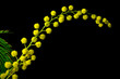 rametto di mimosa