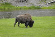 Bisonte a Yellowstone Stati Uniti