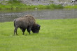 Bisonte a Yellowstone USA