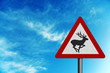 wild animals sky space